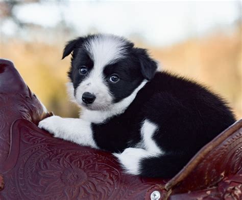 We strive to offer top-of-the-line Border Collie puppies that will thrive in family homes as well as excel in their jobs 1 pickup option. . Free border collie puppies near me
